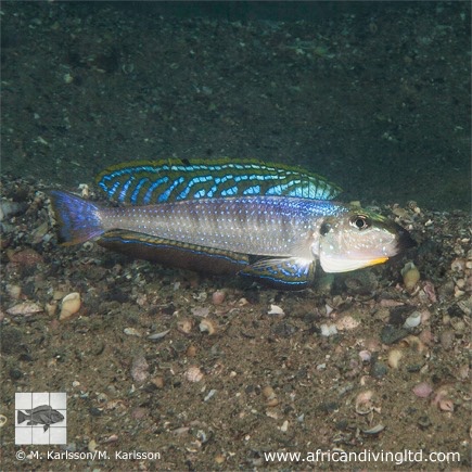 Enantiopus melanogenys 'Mtosi'